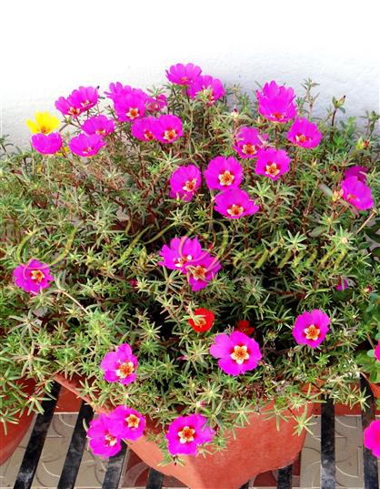  Plants